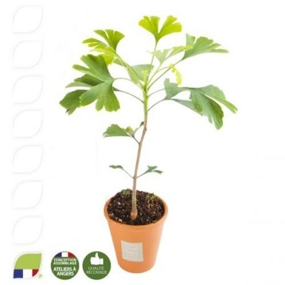 Petit plant de ginkgo biloba en pot terre cuite